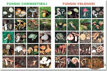 tabella_funghi_commestibili_e_funghi_velenosi