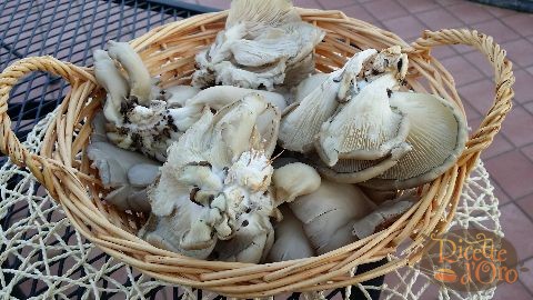 funghi pleurotus trifolati